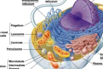 Pengertian Sel Adalah, Struktur Sel, dan Peranan Membran Sel Penting untuk mengenal berbagai hal mengenai sel. Sel merupakan unit terkecil dari makhluk hidup.