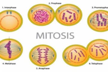 Mengenal Pembelahan Mitosis dan Fasenya